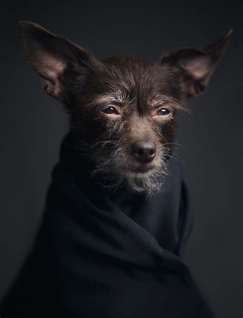 Photographer Captures The Emotional Expressions Of Animals In A Series