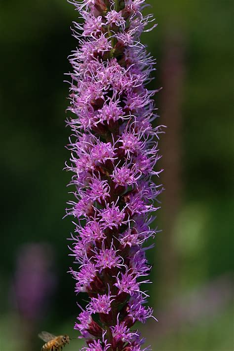 Flower names names associated with flowers. Field Biology in Southeastern Ohio: Prairies Part 3 ...