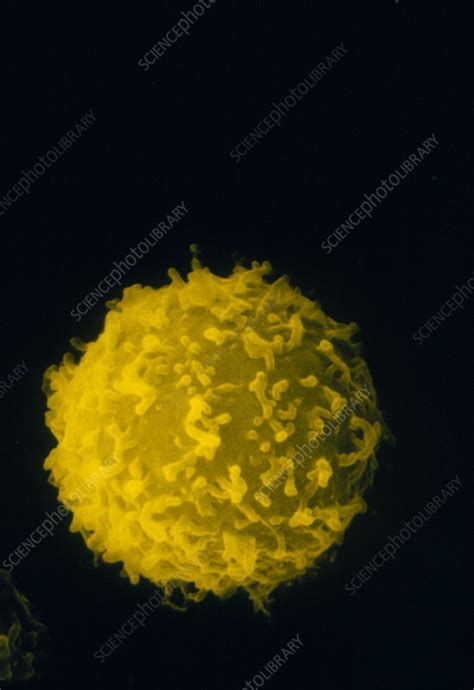 Sem Of White Blood Cell Leukocyte Stock Image M1320111 Science