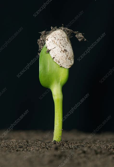 Sunflower Seed Germinating 3 Of 6 Stock Image C0362734 Science
