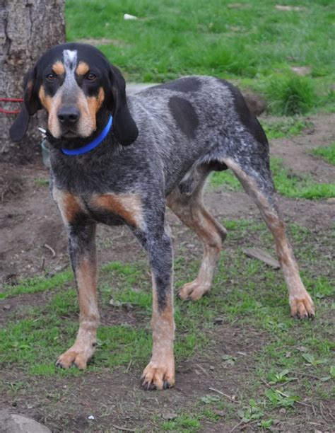 25 Blue Tick Hound Puppy Ideas In 2021