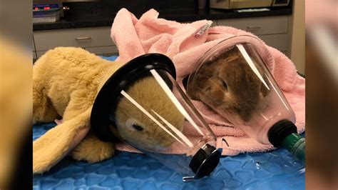 local veterinarian goes above and beyond for bunny s surgery kelowna news