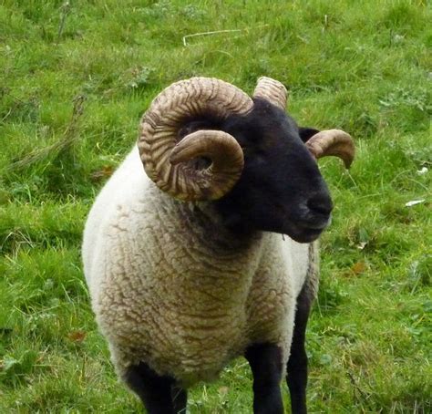Norfolk Horn Sheep Pensthorpe Nature Reserve Norfolk Barnyard