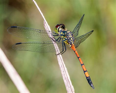 A Grenadier Dragonfly A Male Agrionoptera Insignis Insigni Flickr
