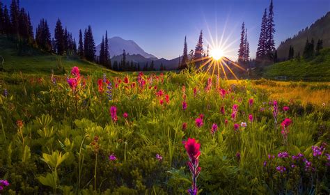 Mountain Meadow Sunset Over Wildflowers At Tipsoo Lake And Mount