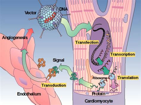 The Four Ts Of Adenovector Gene Therapy