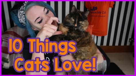 what do cats love top 10 things cats love youtube