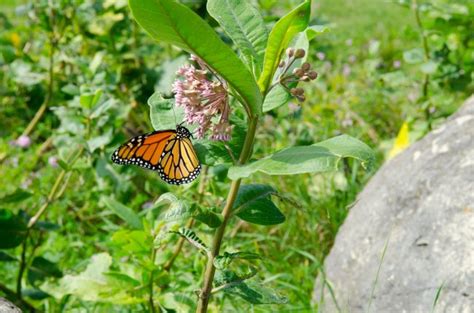 New Plan Aims To Reverse Monarch Butterfly Decline