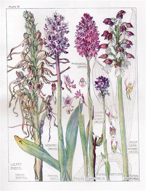Botanical Print Orchids Isabel Adams British Wild Flowers