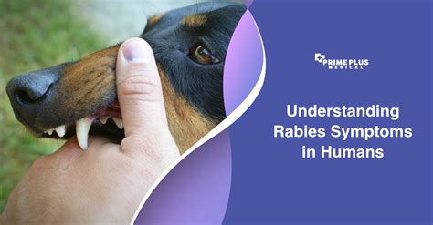 Understanding Rabies Symptoms In Humans Prime Plus Medical