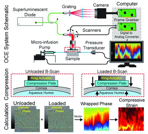 Optical Coherence Elastography Oce Imaging And Data Processing