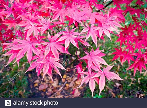 English Maple Tree High Resolution Stock Photography And Images Alamy