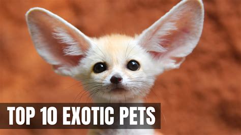 Top 10 Cutest Exotic Animals You Can Own As Pets Wildlifex Youtube