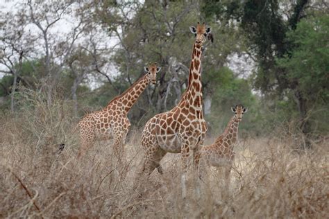 kordofan giraffes in zakouma np in chad zakouma national p… flickr