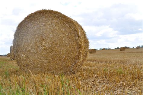 Hay Bales 12 Free Photo Download Freeimages