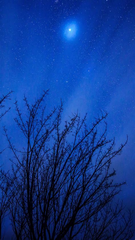 Download Wallpaper 1350x2400 Starry Sky Trees Stars Night Glitter
