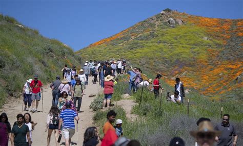 Poppy Fields In Lake Elsinore Los Angeles Times