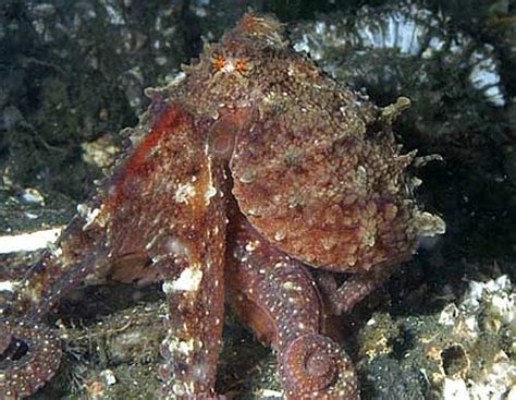 Averages are more like 16 feet and 110 lbs. Giant Pacific Octopus - World's Largest Octopus | Animal ...