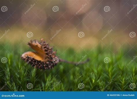 Autumn Forest Macro Stock Photo Image Of Magnification 46433186