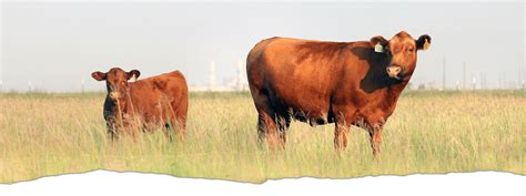 Blog Chiefline Red Angus Red Angus Cattle Texas