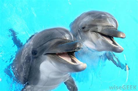 What Is A Dolphin With Pictures
