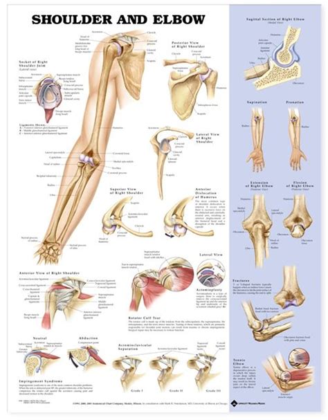 Acromion process of the scapula 5. Elbow Joint Anatomy Diagram Simple | Shoulder and Elbow Anatomical Chart / Poster - Laminated ...