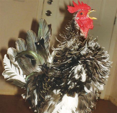 Cock A Doodle Dont Backyard Poultry