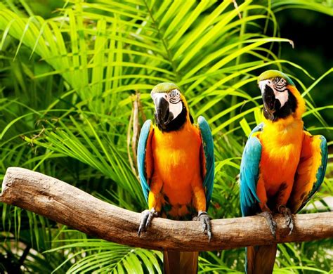 786103 4k 5k Parrots Birds Two Rare Gallery Hd Wallpapers