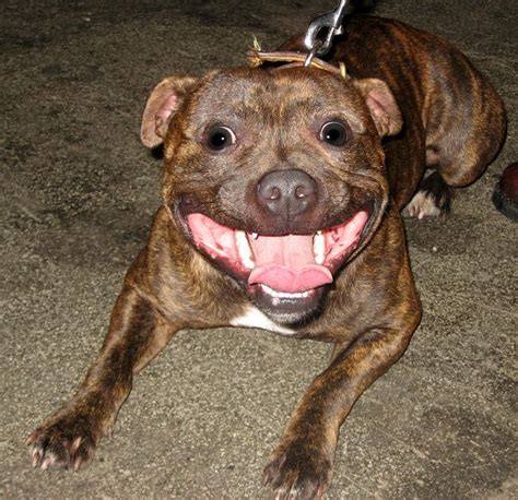 Happy Smiling Pitbull Dog