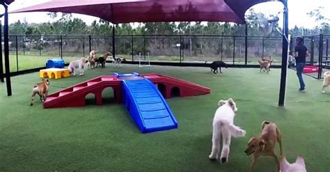 Let your pet indulge in luxury pet boarding, grooming, and dog day care at all american pet resorts resorts aren't only for humans! All American Pet Resorts Franchise Opportunity | Franchise ...