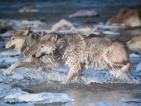 Wolves Running Through Water By Mooseinboots On Deviantart