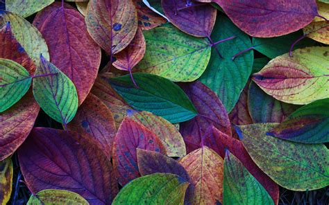 Colorful Leaves Wallpaper 1920x1200 80676