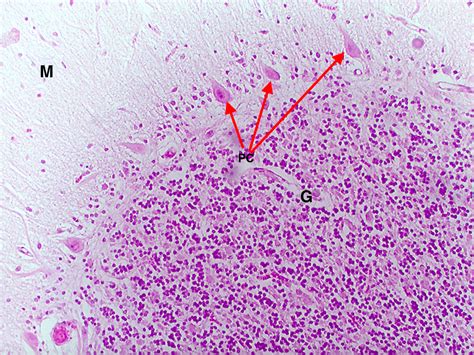 It has an important role in motor control, with cerebellar dysfunction often presenting with motor signs. Human Cerebellum 100X | Histology