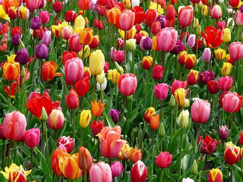 How To Grow Tulips For Spring Color Dengarden
