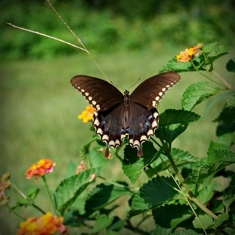 Life Through My Lens: Florida Butterflies