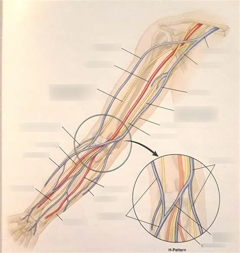 Veins And Nerves Of Right Arm With H Pattern Diagram Quizlet