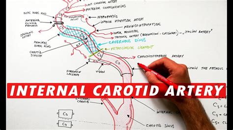 Eca And Ica Anatomy Compression Of The Cervical Internal Carotid