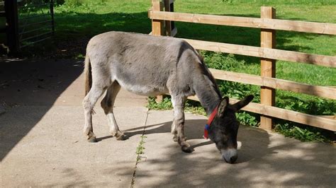 The Donkey Sanctuary Devon 2019 Youtube