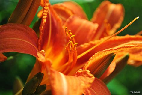 Orange Lily At Sunset Photograph By William Martin Fine Art America