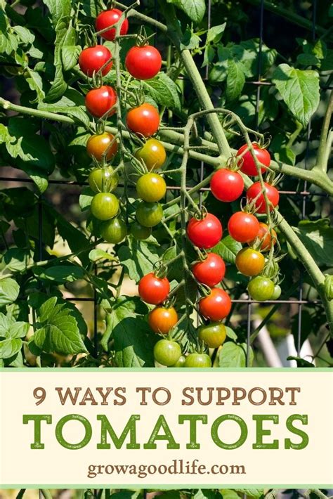 Cherry Tomato Trellis Diy Garden Plant