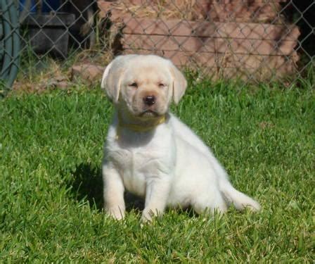 .northern california labrador breeders, northern california labrador breeder, labradors modesto, labrador breeders modesto, lab puppies modesto we are located in the heart of california's central valley. Gorgeous AKC CH Lines English Yellow Labrador Retriever ...