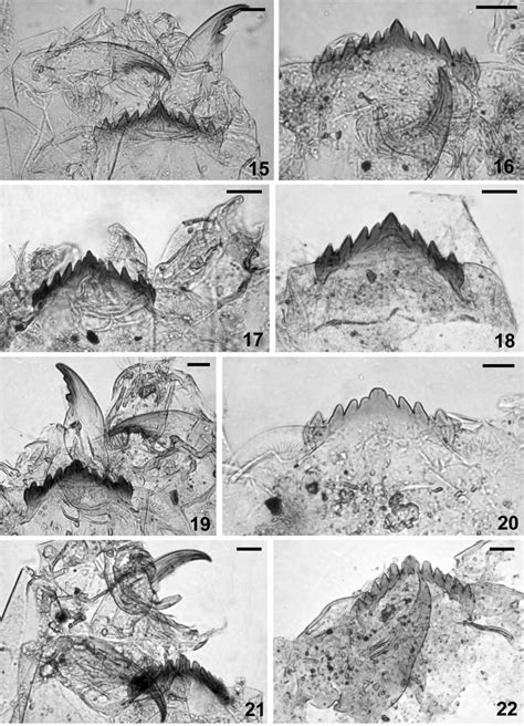 Subfossil Remains Of Larval Chironomini From Lake Tanganyika 15 And 16