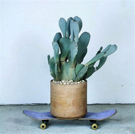 Studded Hearts Mood Board Inspiration Cactus Plant On Skateboard Tao