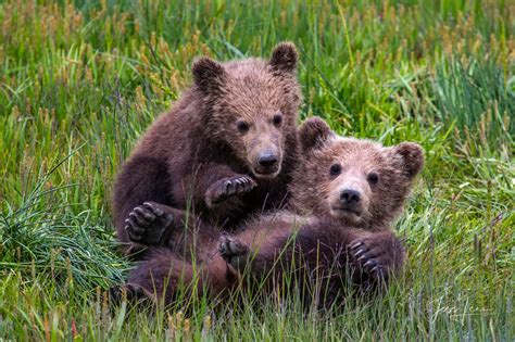 Grizzly Bear Cubs Playing Photo Alaska Usa Photos By Jess Lee