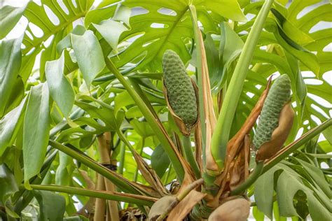 Monstera Deliciosa Fruits: All Your Questions Answered - The Healthy ...
