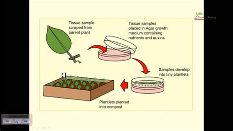 A group of plant cells performing essentially the same function and common to the similar structure simple permanent tissue:these tissues are concerned with manufactured and storage of food and to. Plant Tissue Culture - Study Solutions