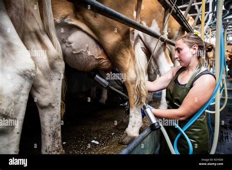Junge Frau Mit Schürze In Einer Melken Melken Kühe Guernsey