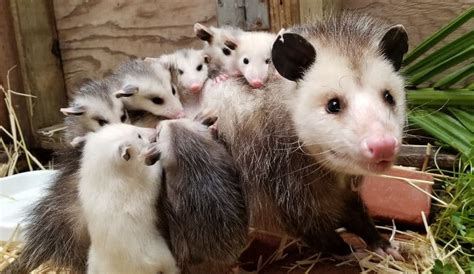 Give her the tools—and the. Opossum Mama and Family - WildCare