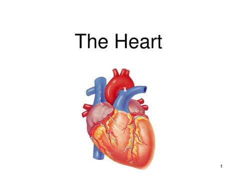 Ppt The Heart Powerpoint Presentation Free Download Id1901932