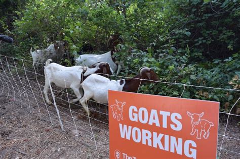 Herd Of 150 Goats Weeding Out Invasive Plants At Butler Hike And Bike
